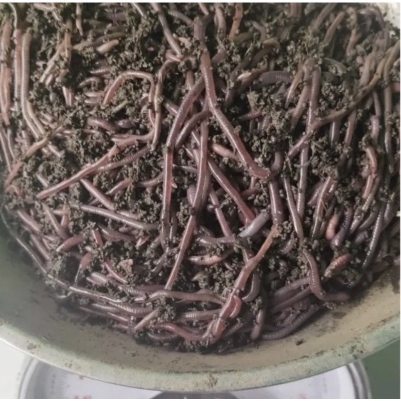 RK cacing tanah hidup lumbricus rubellus pakan hidup ikan umpan pancing makanan ikan predator tinggi