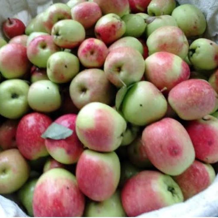 

BEST RATING Apel Anna / Apel malang 500 gram ♕ 869