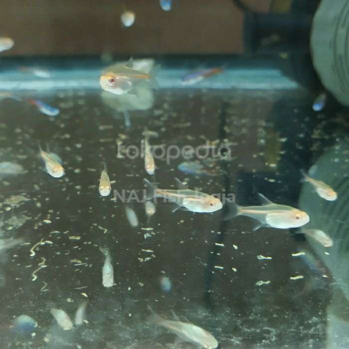 Ikan Neon Api Albino TetraCakep Penghias Aquarium Aquascape Gojek Only