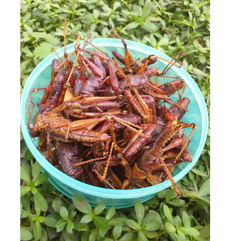 

(Product-Q33A❤) [BISA COD] WALANG/BELALANG GORENG BESAR langsung kirim