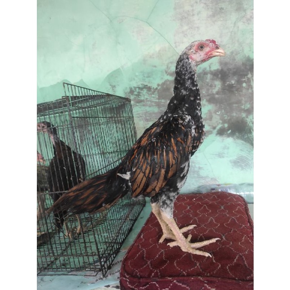 Anak ayam Birma Bangkok