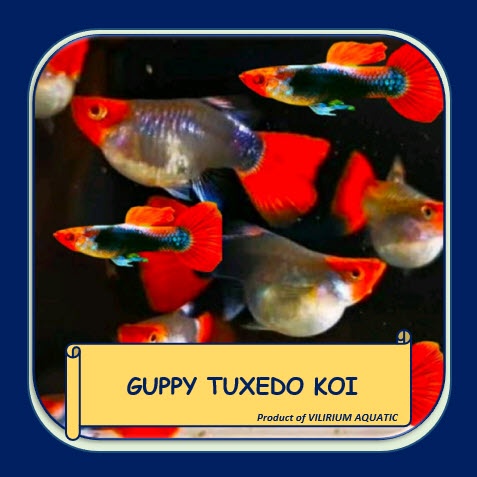 IKAN HIAS AIR TAWAR - GUPPY TUXEDO KOI