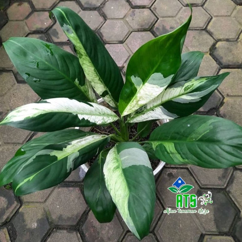 tanaman hias peace lily variegata - pohon sepatu filum variegata