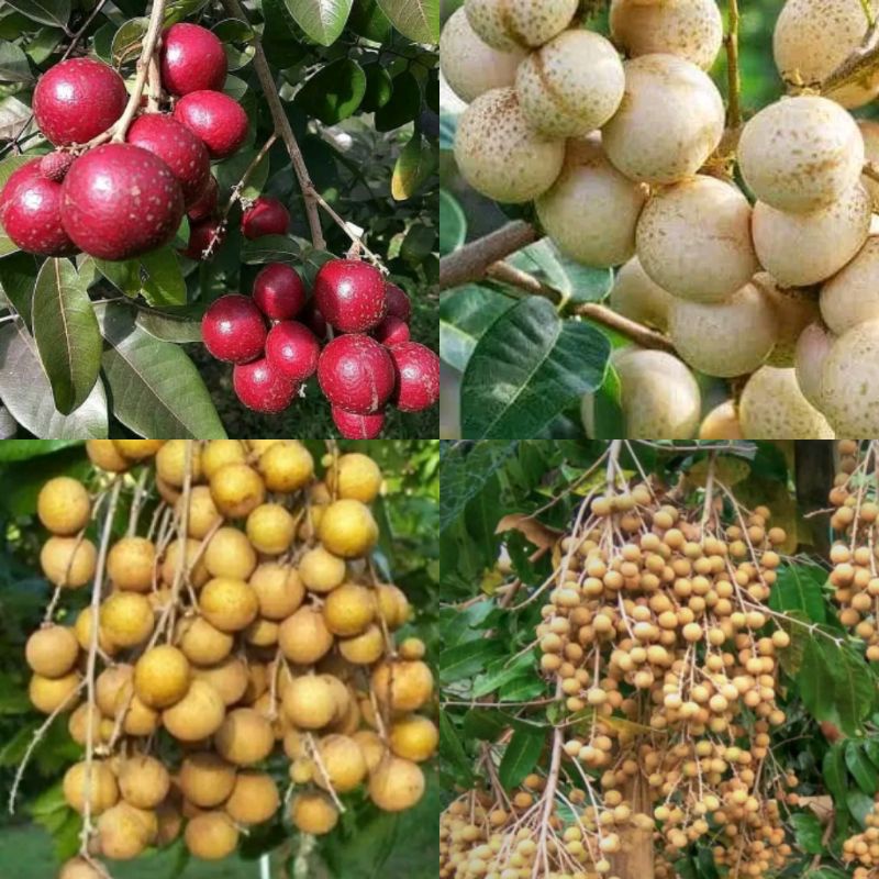 bibit kelengkeng 1paket 4 bibit