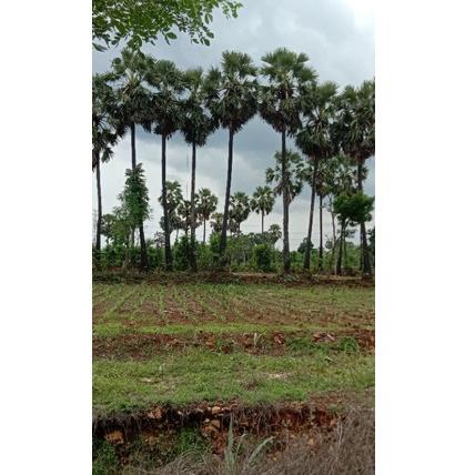

(Etalase[S87T]») Buah Siwalan/buah lontar/buah ental khas kota Tuban premium