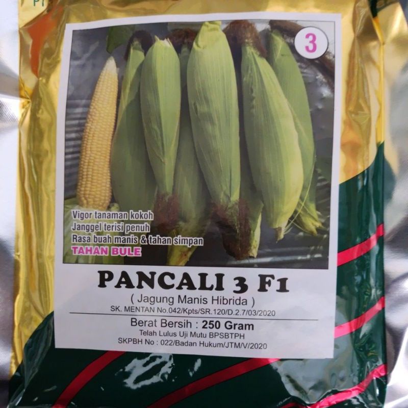 Benih Jagung Unggul PANCALI 3 F1 250gr Bibit Jagung Manis Berkualitas dari GLOBAL SEED