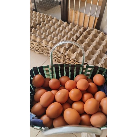 

TELOR AYAM NEGRI/ HOREN 1 KG