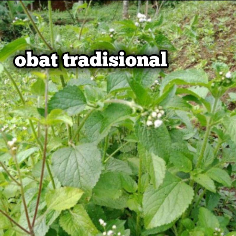 

daun badotan per 10 batang
