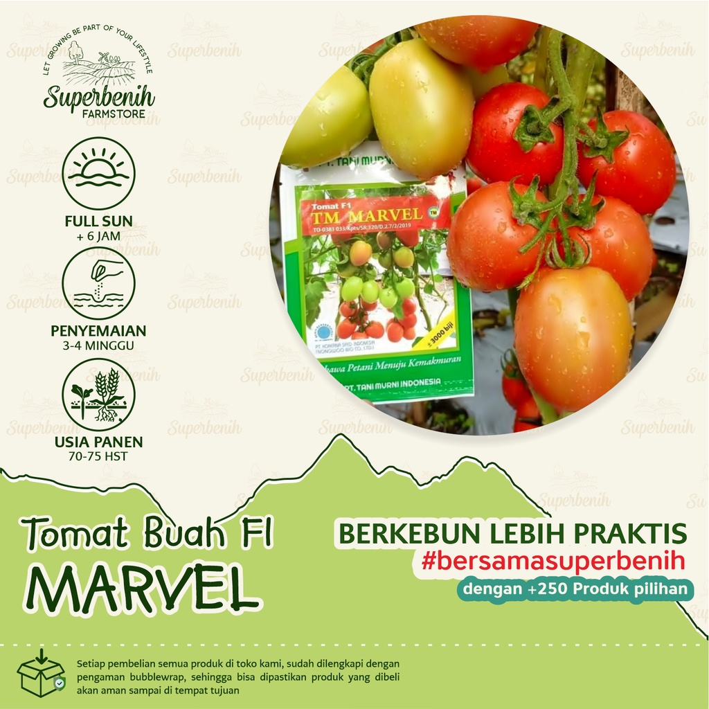 15 Biji - Benih Tomat TM MARVEL F1, buah besar, lebat