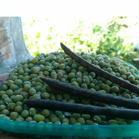 

ゔ Kacang hijau 250gr. Hasil kebun sendiri. 1/4kg ㅨ