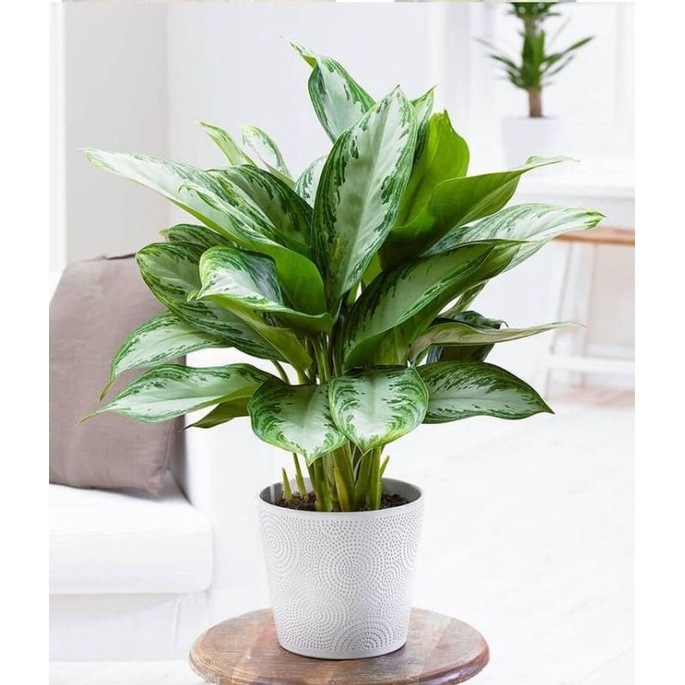 Tanaman Hias Aglonema Blanceng - Bunga hidup - tanaman hidup aglonema blanceng - pohon aglonema blan