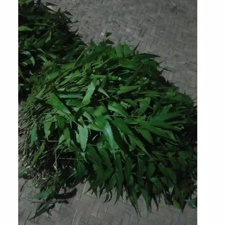 

PROMO SPESIAL daun mindi/mimba segar 1kg untuk penyakit gatal gatal ☣ 852