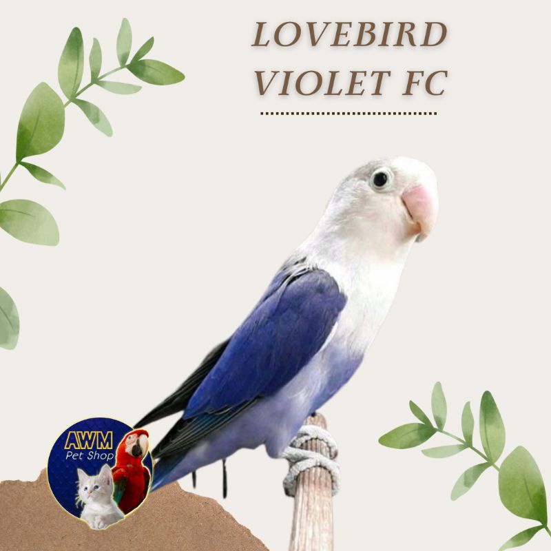 BURUNG LOVEBIRD VIOLET FACE CLEAN / VIO FC