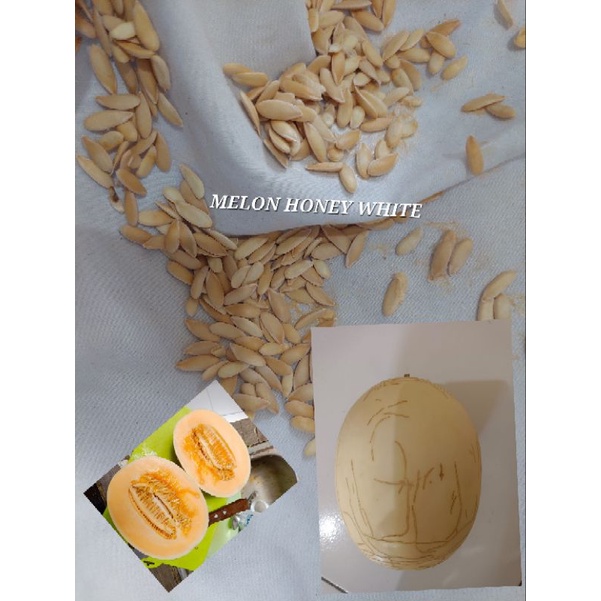 Benih Melon White Honey / Melon Madu Putih