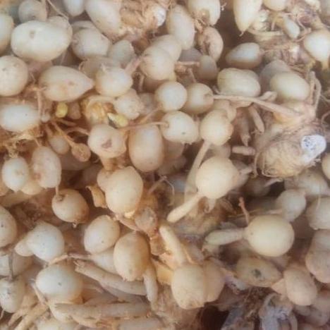 

바 1kg 1kilo 1000gr Kunyit Putih/kunir putih segar/buah/asli Recomend