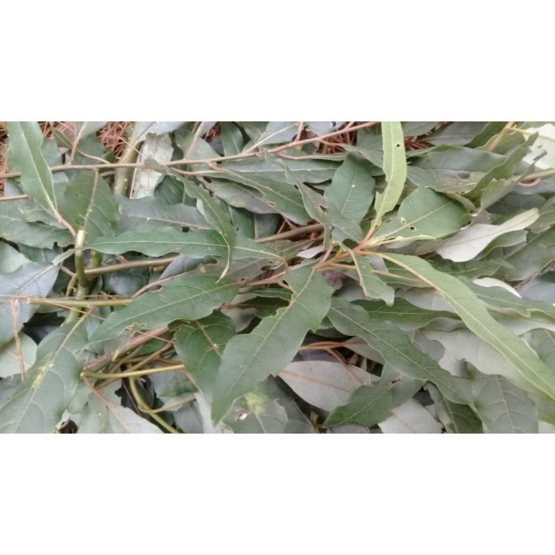 

500 gram daun kilemo segar (Litsea cubeba persoon L.)