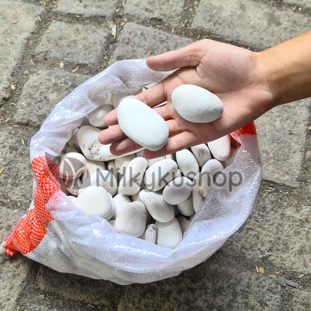 BATU KORAL PUTIH SEDANG - HIASAN TAMAN AQUASCAPE VIA GOSEND GRAB
