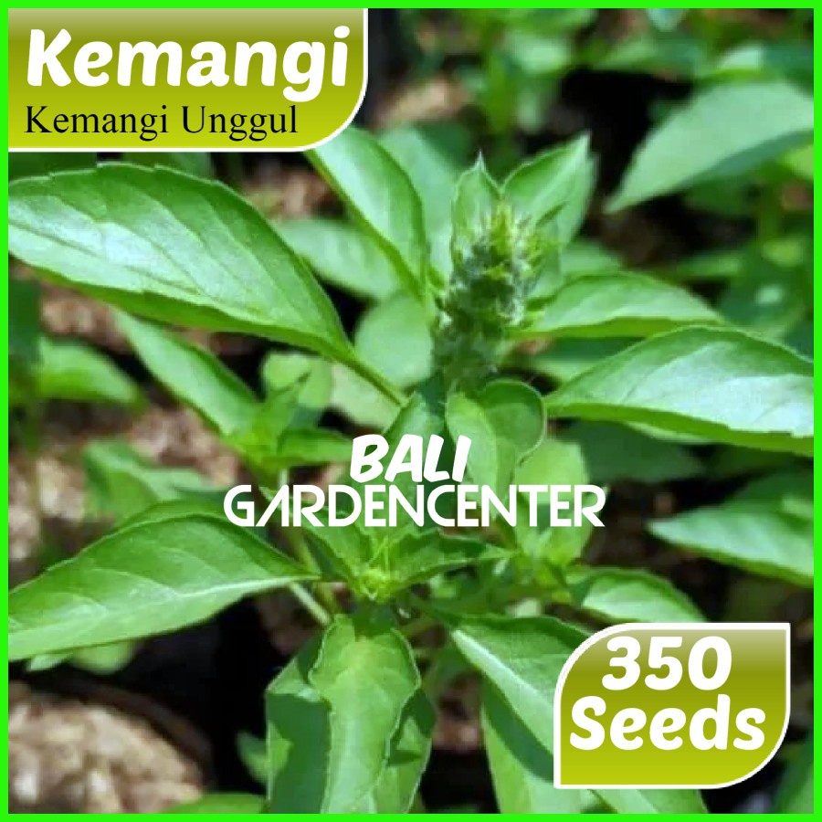 Isi 350 Benih Biji Kemangi - Kemangi Unggul