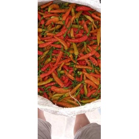 [JPN.21De22ѕ] Benih Cabe Rawit Merah VIRAL Bibit Cabe Rawit Merah Unggul Terbaik