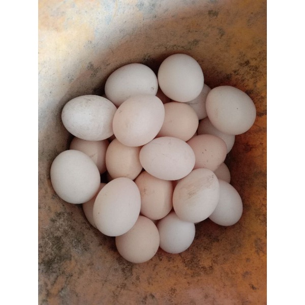 

Telur Ayam Cemani Lidah Abu-abu