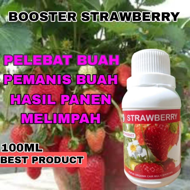Pupuk cair strawberry cepat berbuah lebat pemanis buah booster strawberry super lebat organik