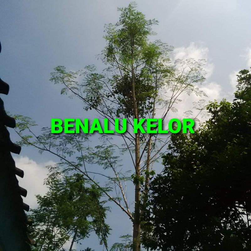 

BENALU KELOR KERING HIJAU 1000 GRAM (PREMIUM QUALITY)