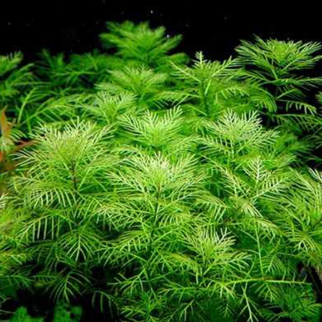 myriophyllum Aquaticum Green - tanaman aquascape