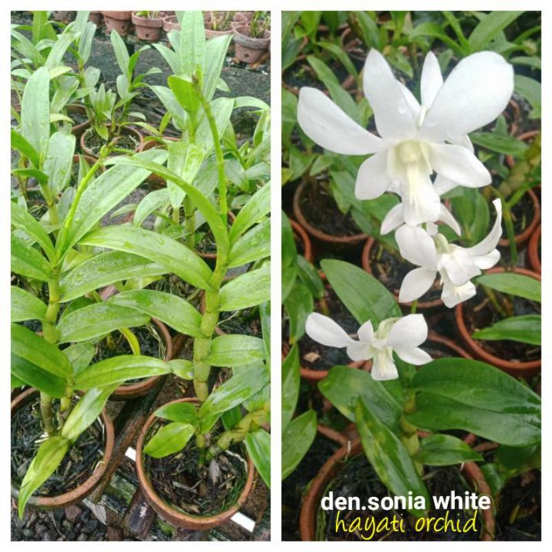 Anggrek Dendrobium Sonia White