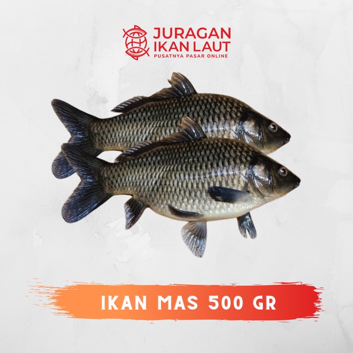 

Ikan Mas Segar - 500 Gram JABODETABEK