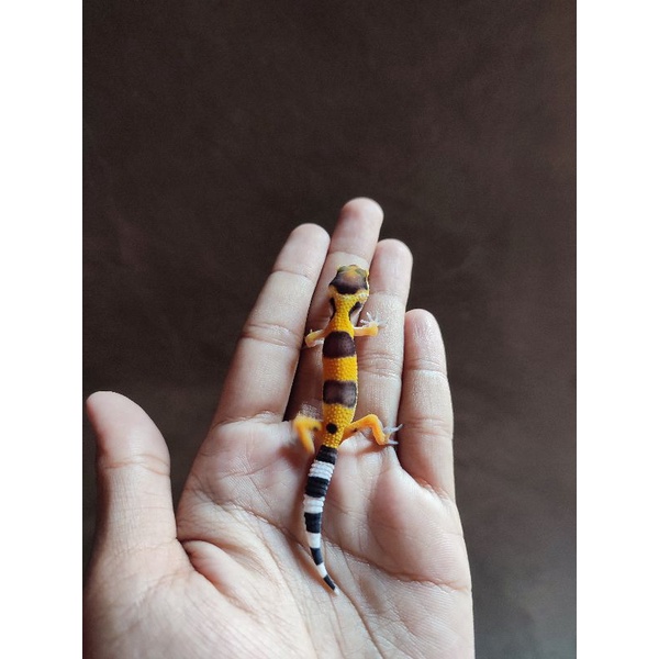 Mainan anak Gecko ( Super Lemon Frost )