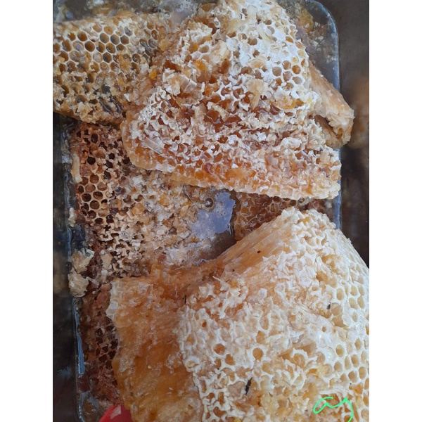 

madu hutan asli