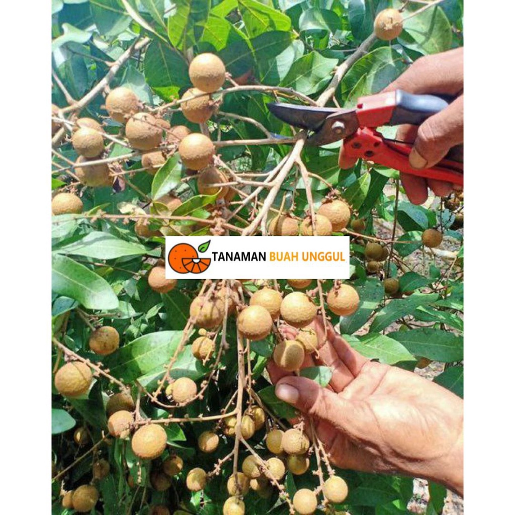 Kelengkeng New Kristal Sudah Berbunga