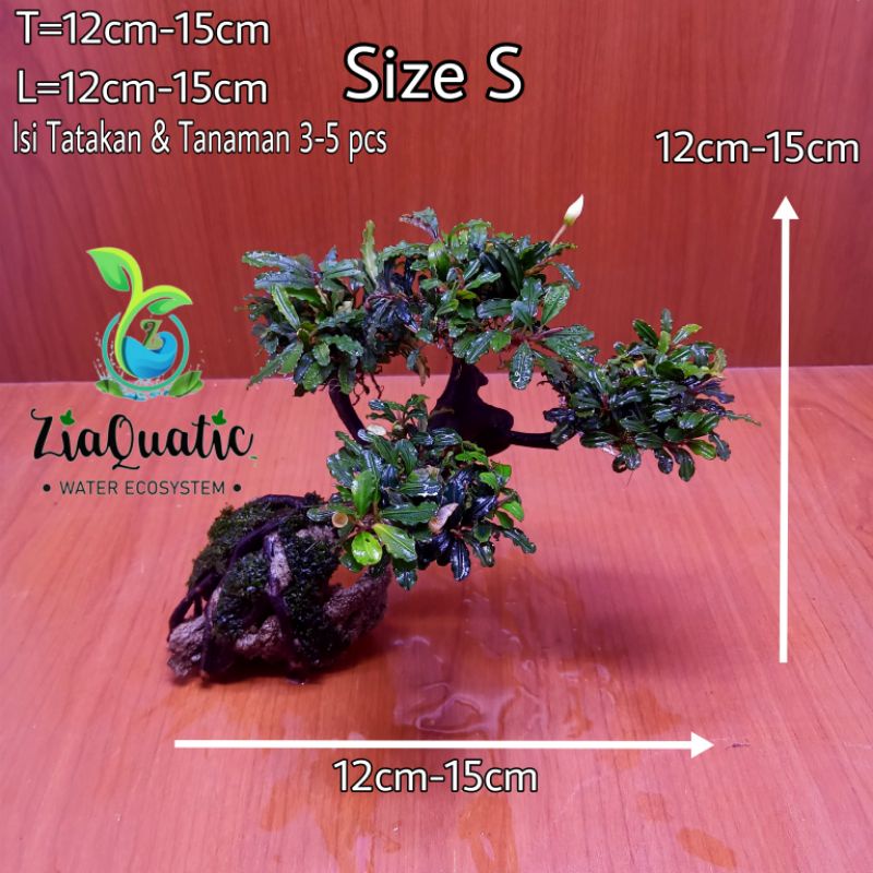Bonsai Aquascape Bucephalandra - Size S