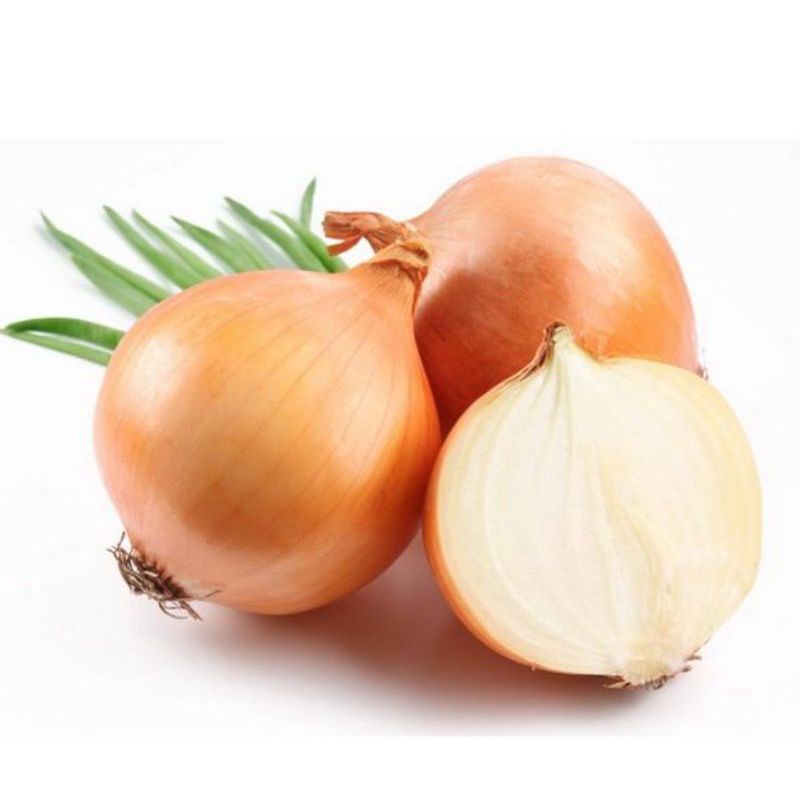 5 Benih Biji Bibit Bawang Bombay