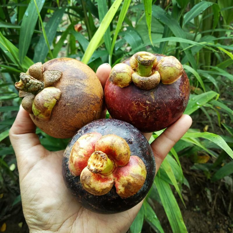 Pupuk Organik Pelebat Buah Dan Booster Manggis Cepat Berbuah Lebat