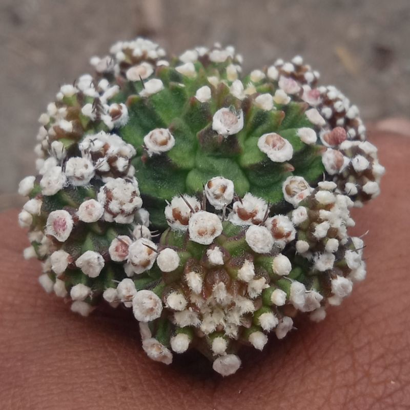 kaktus gymnocalycium inermis