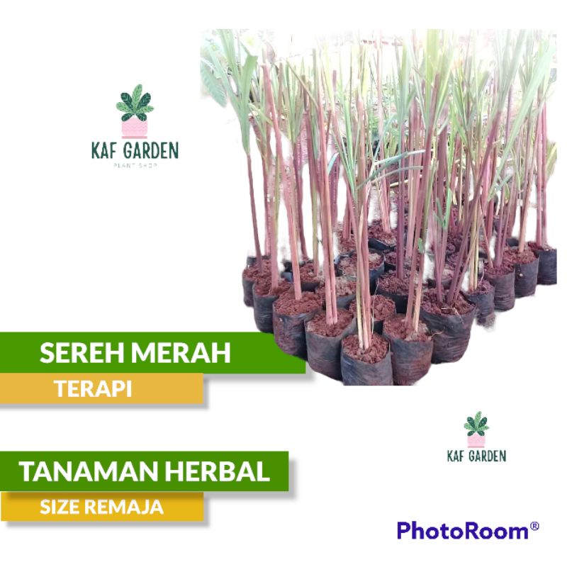 Tanaman Sereh Merah Sereh Wulung Sereh Merah Serai Wangi Sereh Terapi Sereh Urut