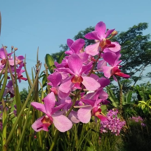 [ DEWASA ] Vanda Douglas - Anggrek Ikonik Tangerang Selatan yang Menawan