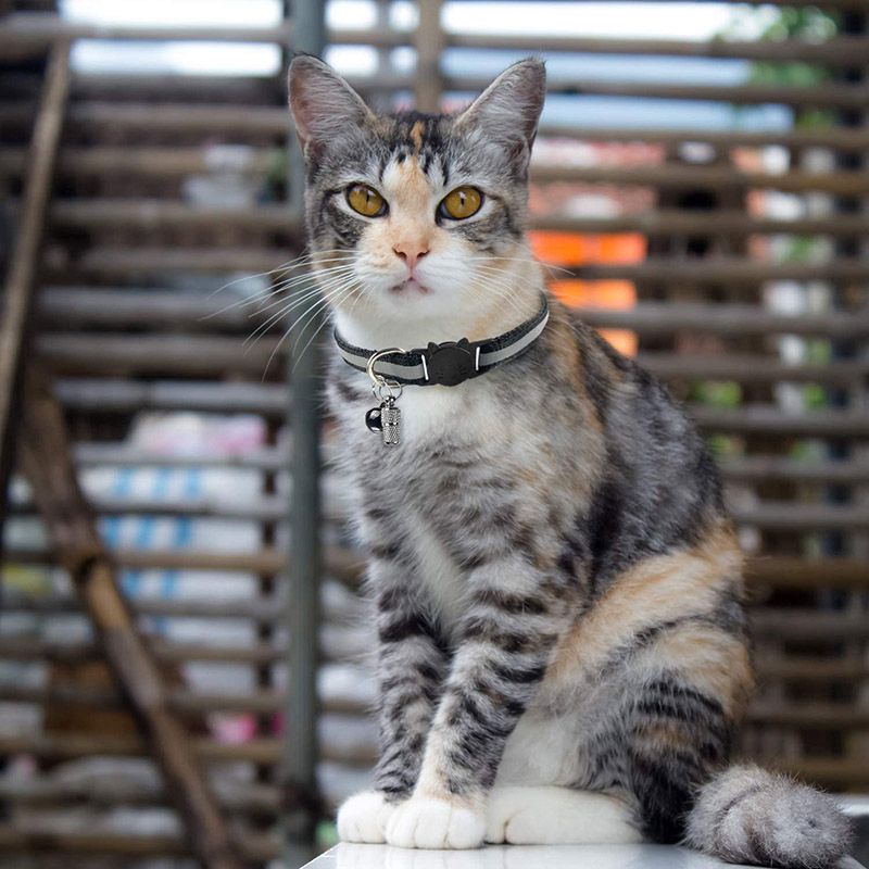 KALUNG KUCING BISA MEMANTULKAN CAHAYA + LONCENG