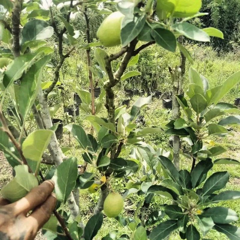 Pupuk Booster Organik Pelebat Buah Apel Dan Perangsang Agar Cepat Berbuah