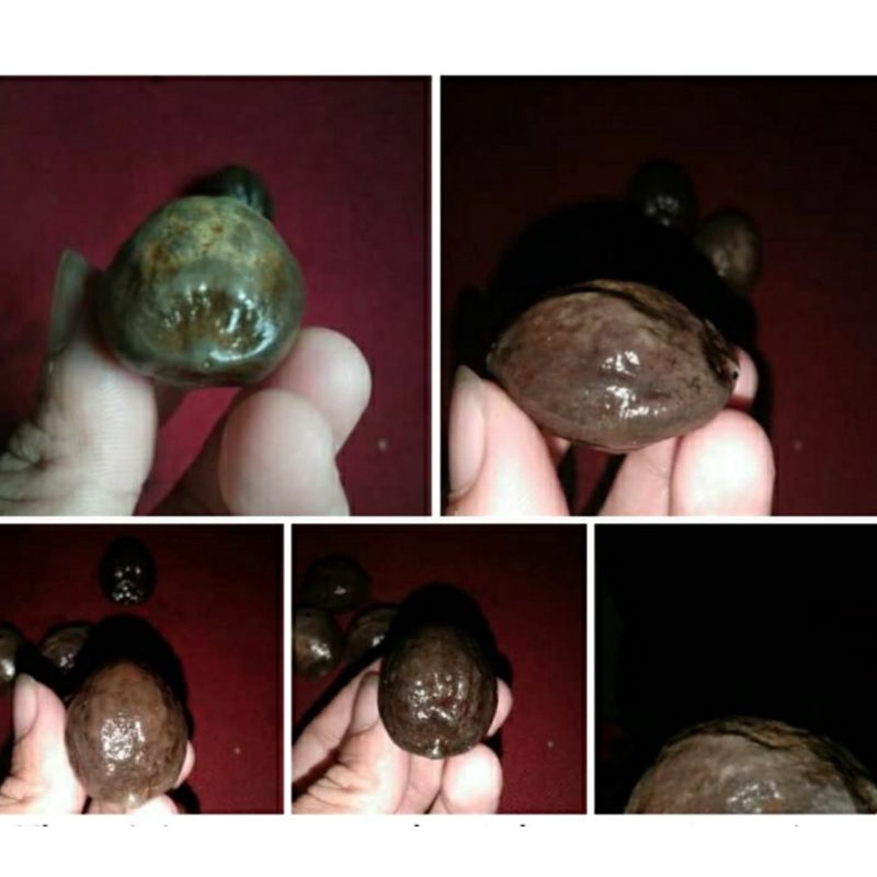 muncang adu pedang ori