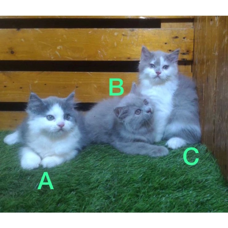 Jual Kitten Persia Medium Keturunan Kucing Bsh British Short Hair