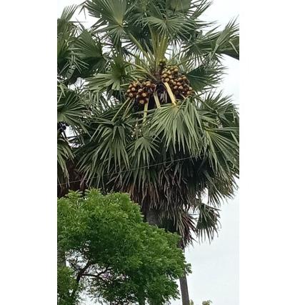 

[P-8]Y ㊚] Buah Siwalan/buah lontar/buah ental khas kota Tuban-viral