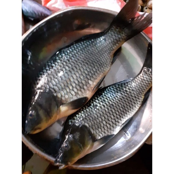 

ikan emas