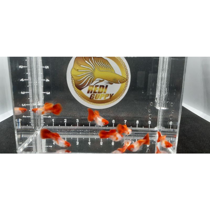 Guppy Blonde koi shortbody / Guppy Balon