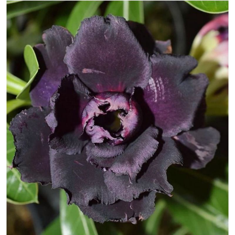 Bibit bunga adenium tumpuk black purple- bunga hias hidup adenium tumpuk - adenium bonggol besar
