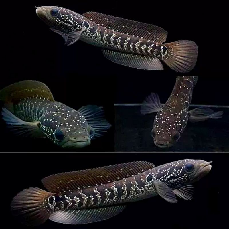 Asiatica gondrong 8-12cm ( BISA COD + BONUS PELET PB)