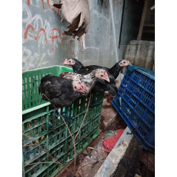 

Ayam kampung dewasa