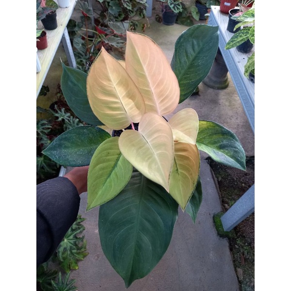 Aglonema kochin sunrise rumpun 2 jumbo