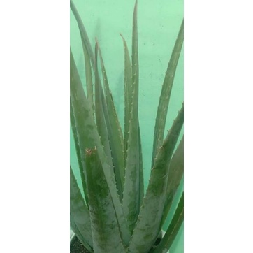 Lidah buaya Barbadensis